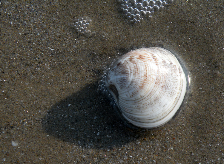 Molluchi delle spiagge adriatiche: Vongole